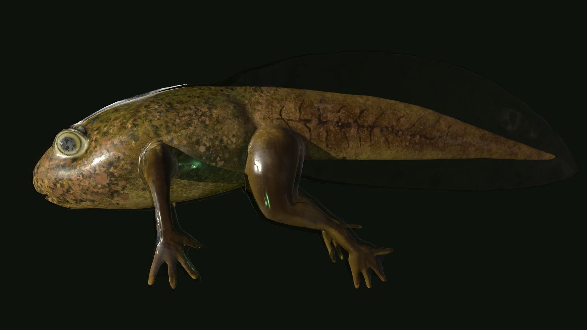 Edible Frog Tadpole Low-poly 3D model_6