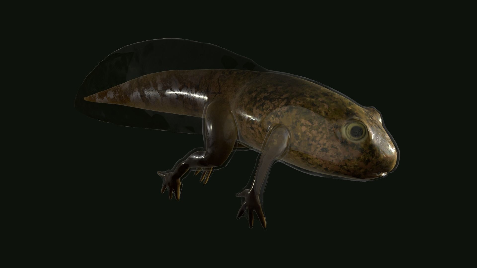 Edible Frog Tadpole Low-poly 3D model_8
