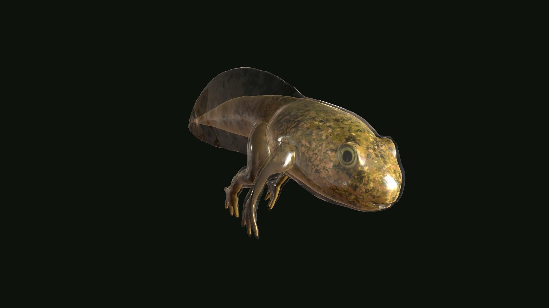 Edible Frog Tadpole Low-poly 3D model_10