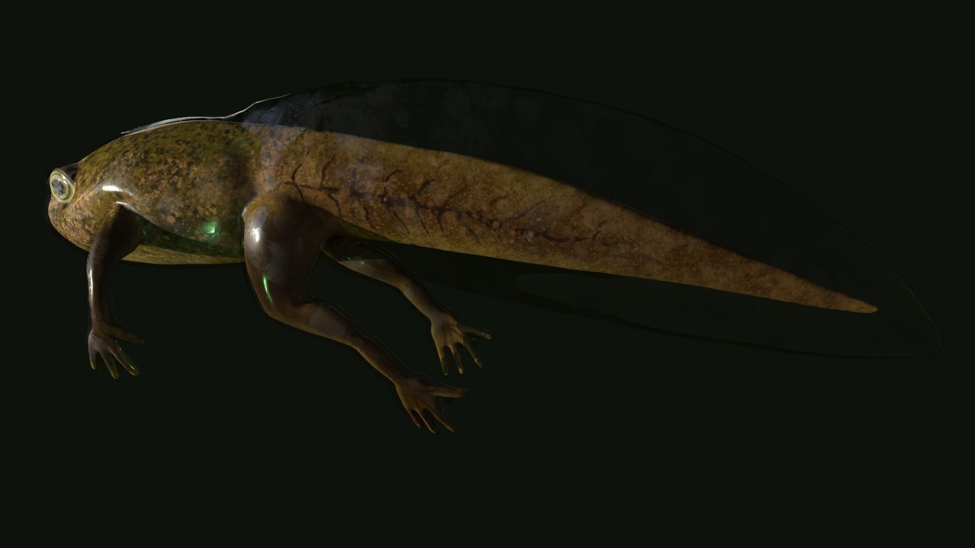 Edible Frog Tadpole Low-poly 3D model_7
