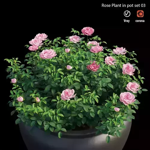 Rose plant in pot set 03
