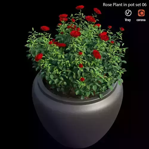 Rose plant in pot set 06