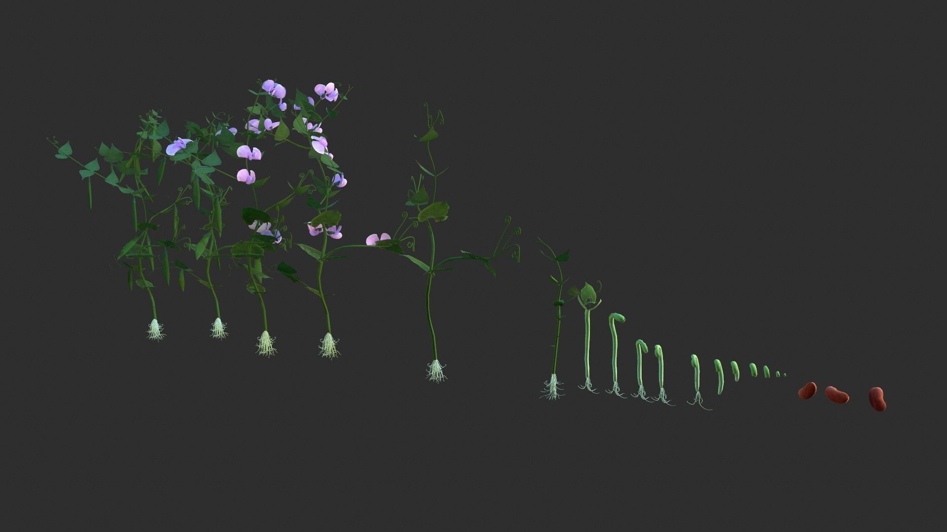 Bean Lifecycle Low-poly 3D model_8