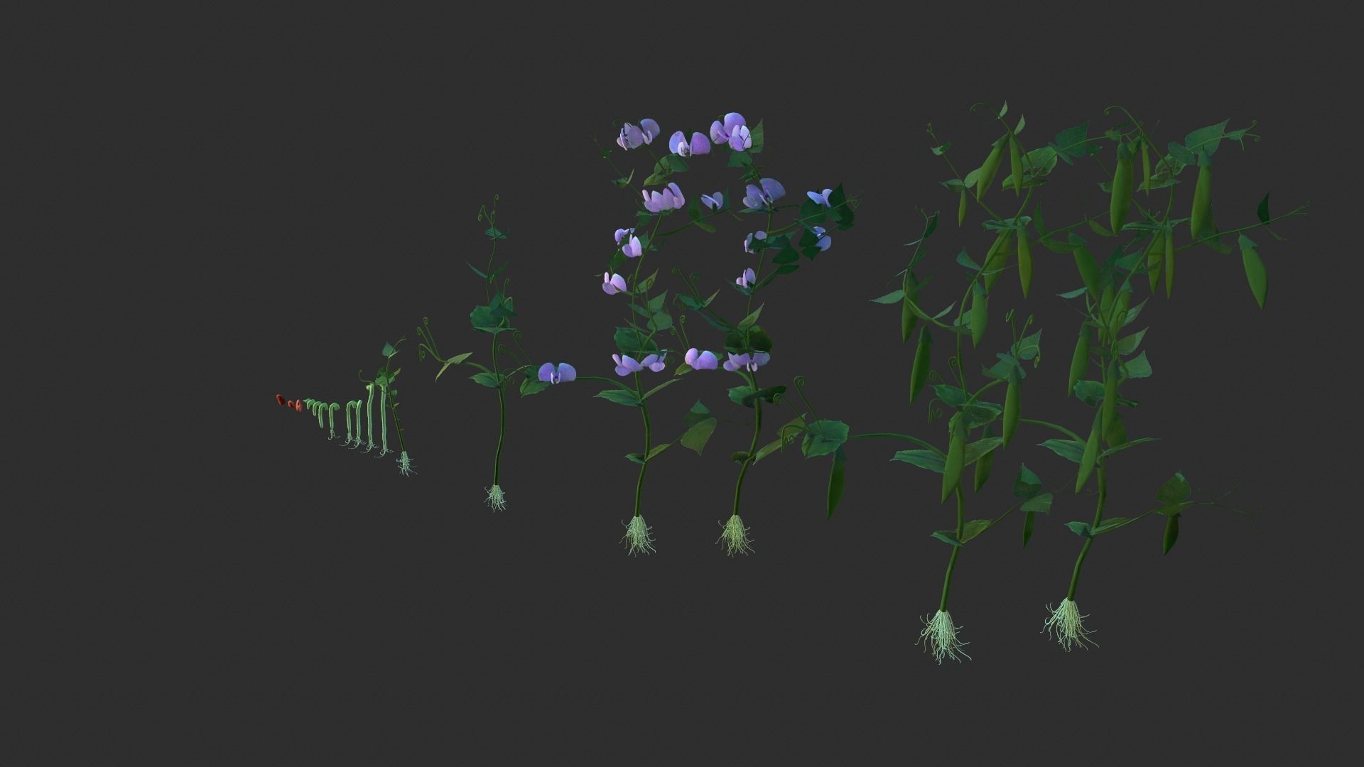 Bean Lifecycle Low-poly 3D model_6