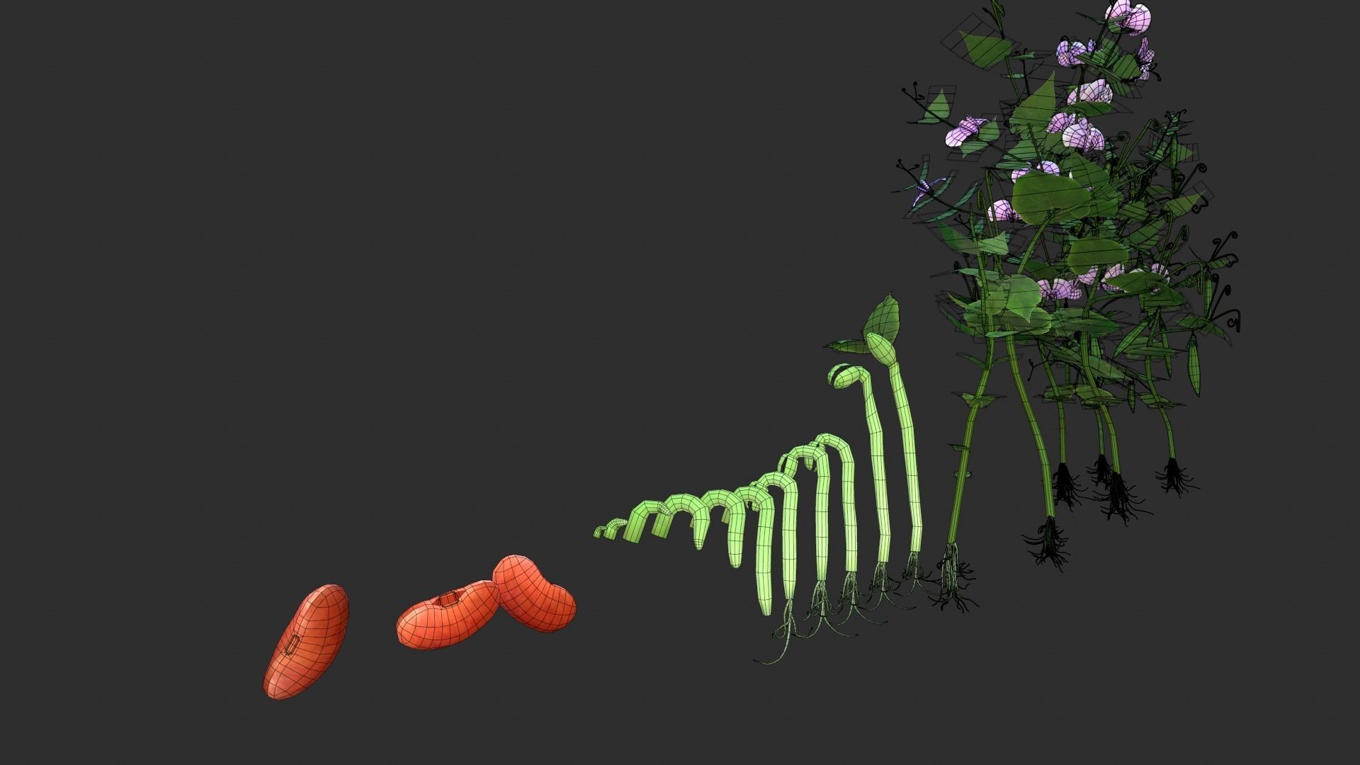 Bean Lifecycle Low-poly 3D model_4