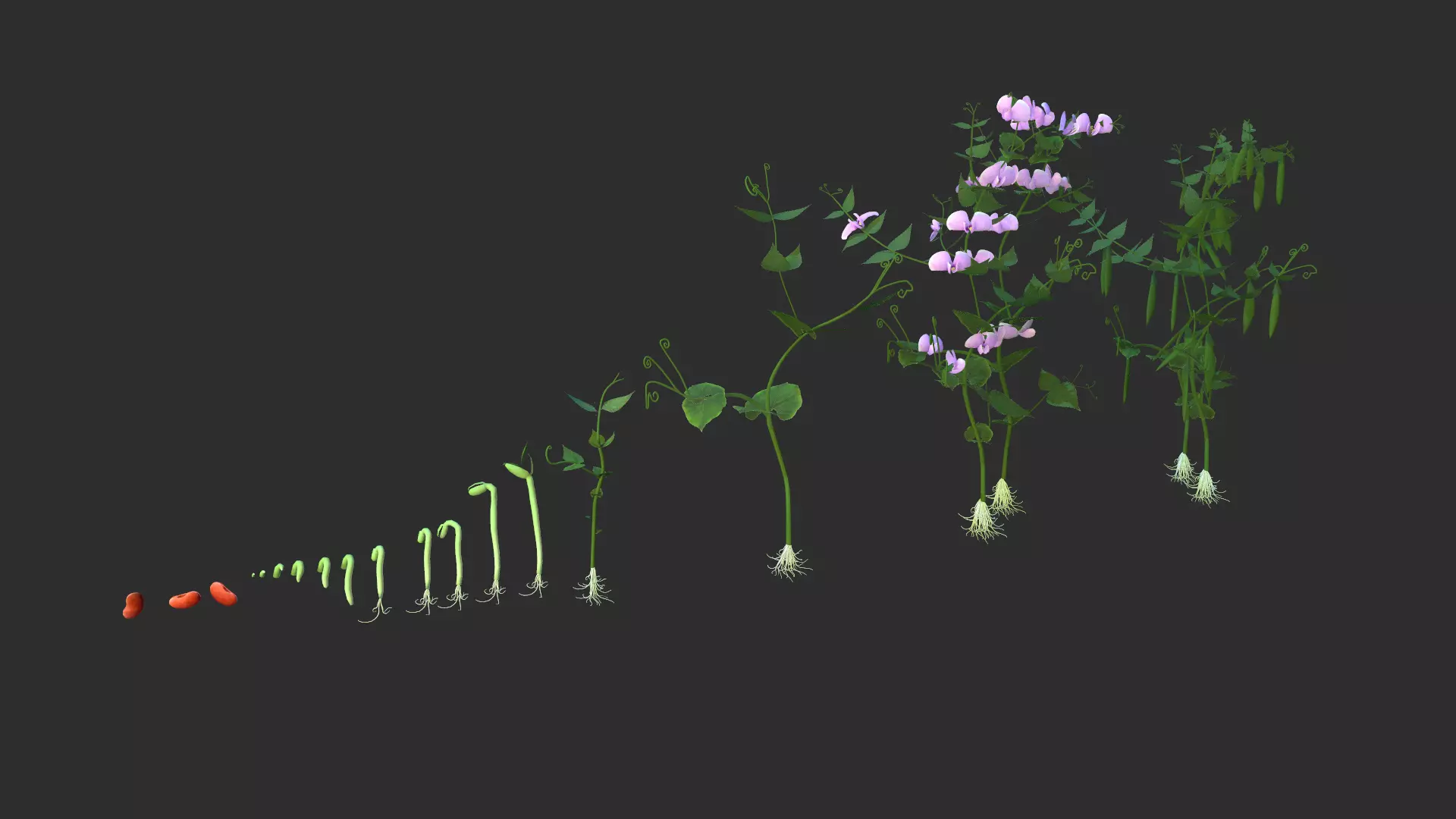 Bean Lifecycle Low-poly 3D model_0