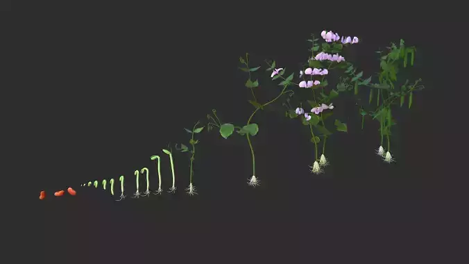 Bean Lifecycle Low-poly 3D model