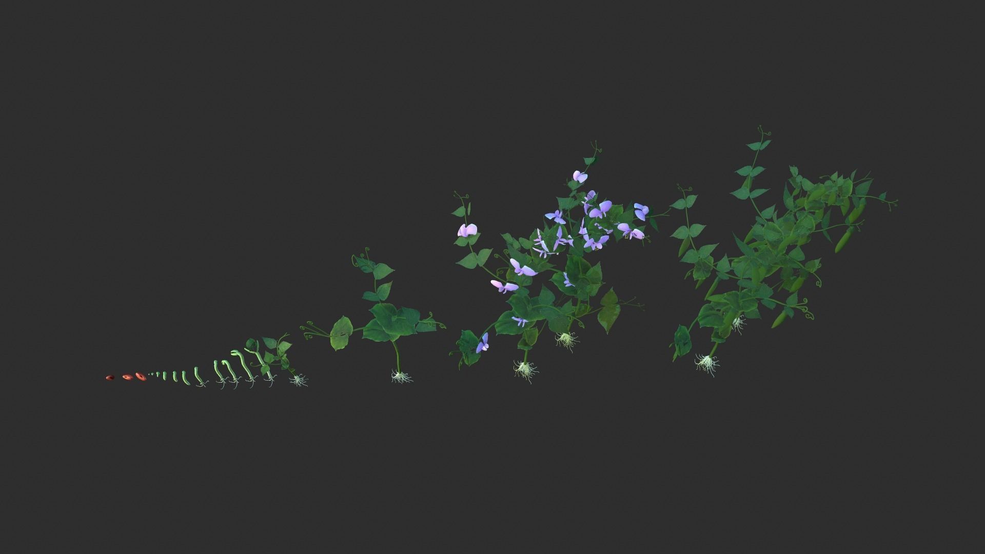 Bean Lifecycle Low-poly 3D model_9