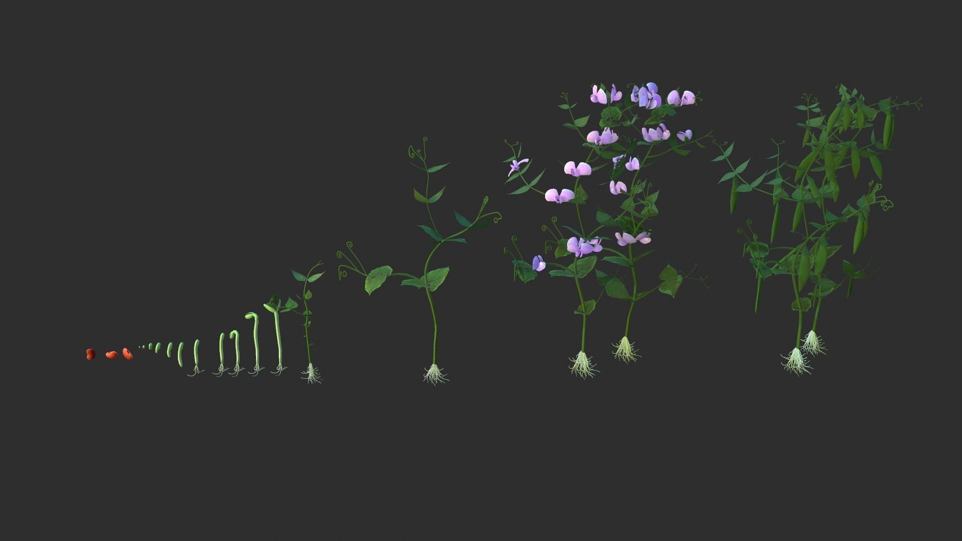 Bean Lifecycle Low-poly 3D model_5