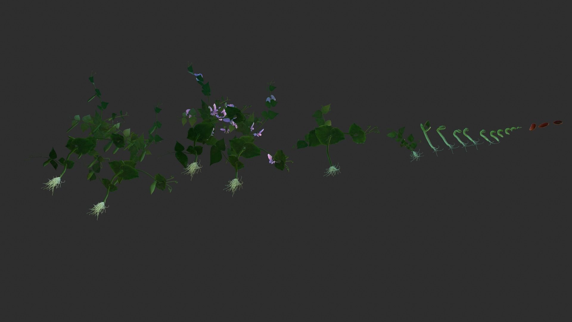 Bean Lifecycle Low-poly 3D model_3