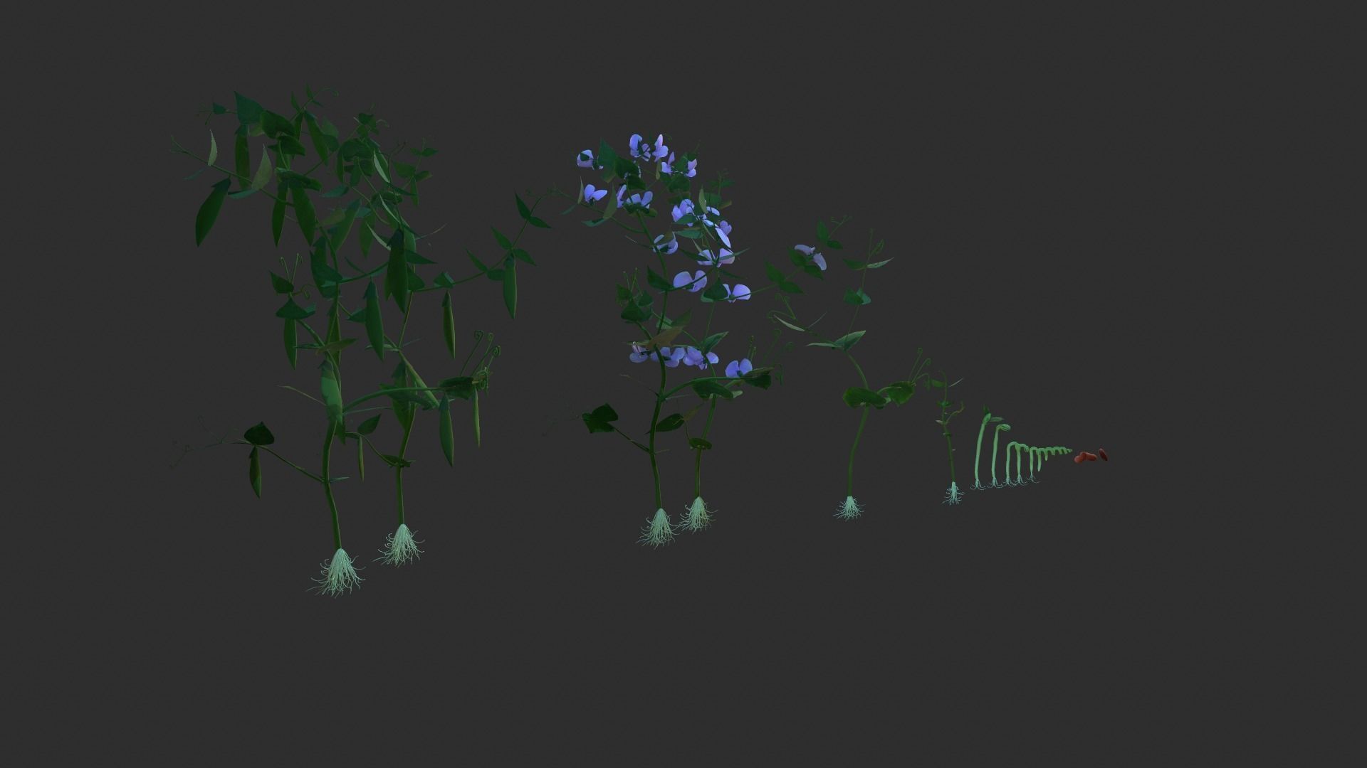 Bean Lifecycle Low-poly 3D model_7