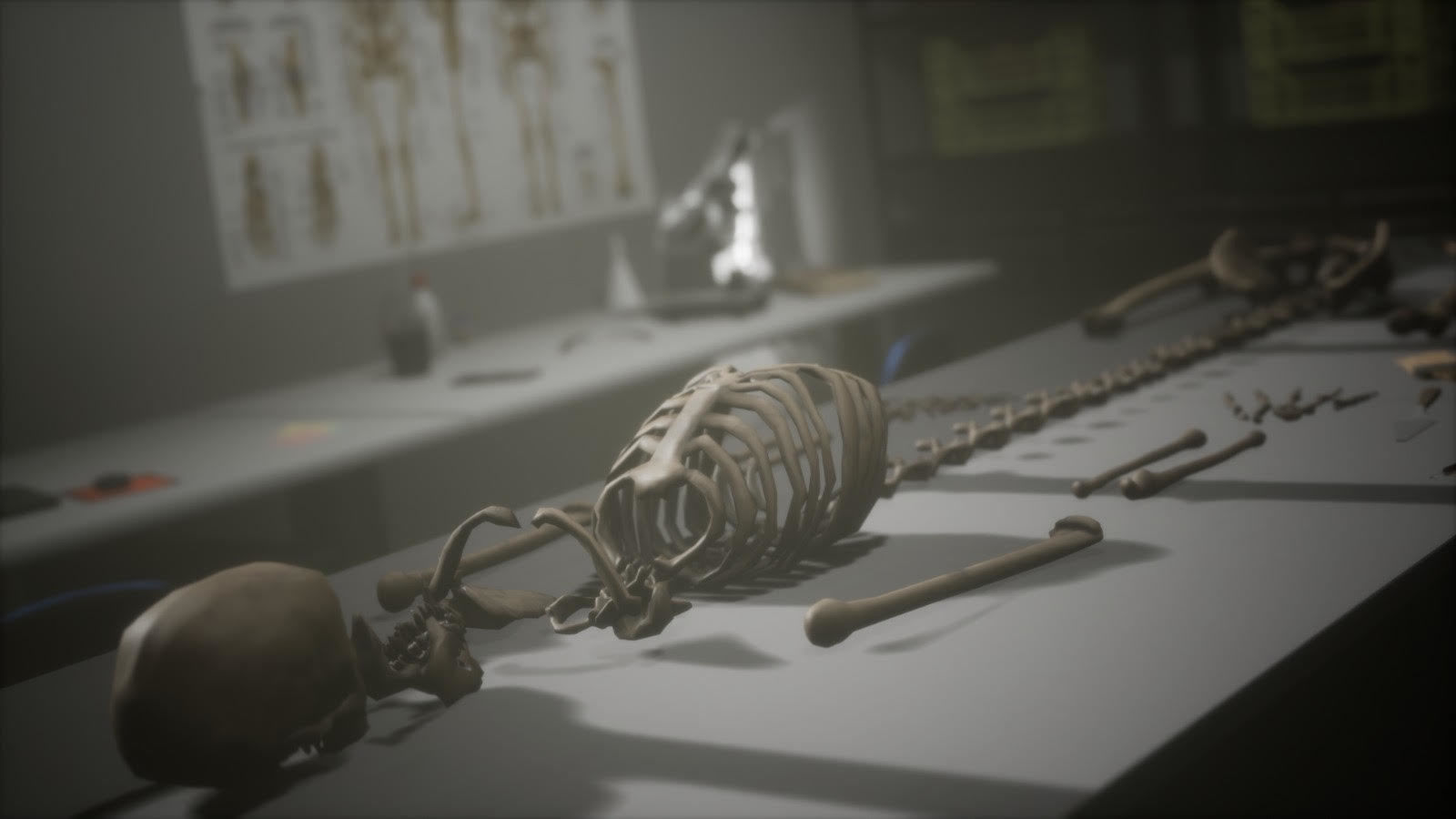 Anthropologist - Lab Pack Low-poly 3D model_17