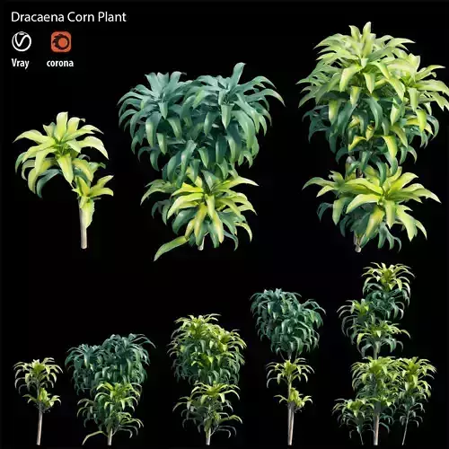 Dracaena Corn Plant 