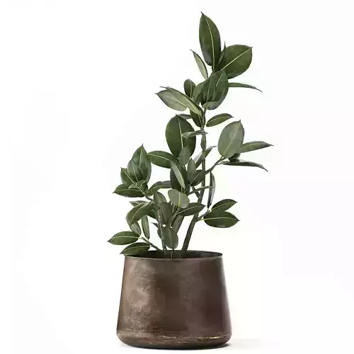 Ficus in a flowerpot for the interior 918