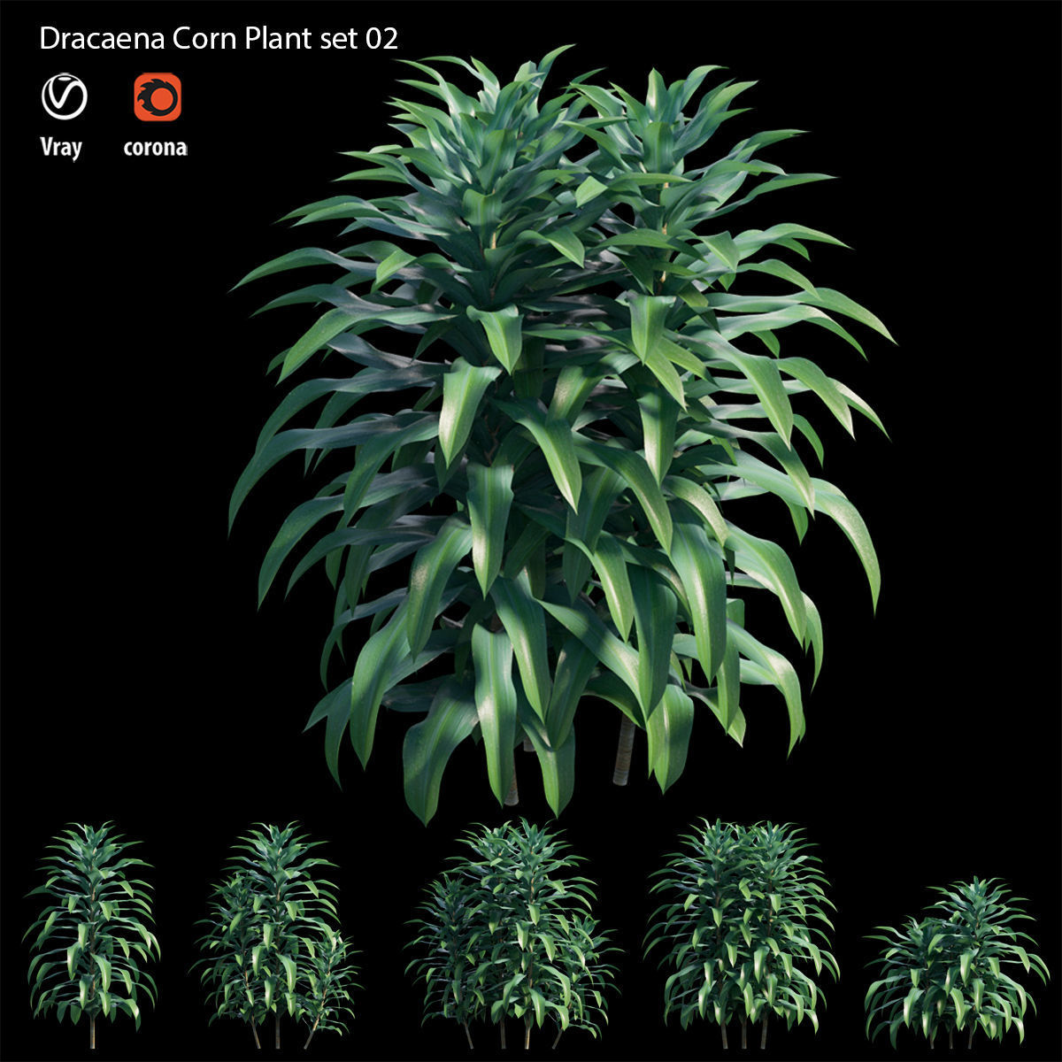 Dracaena Corn Plant set 02 3D model_1