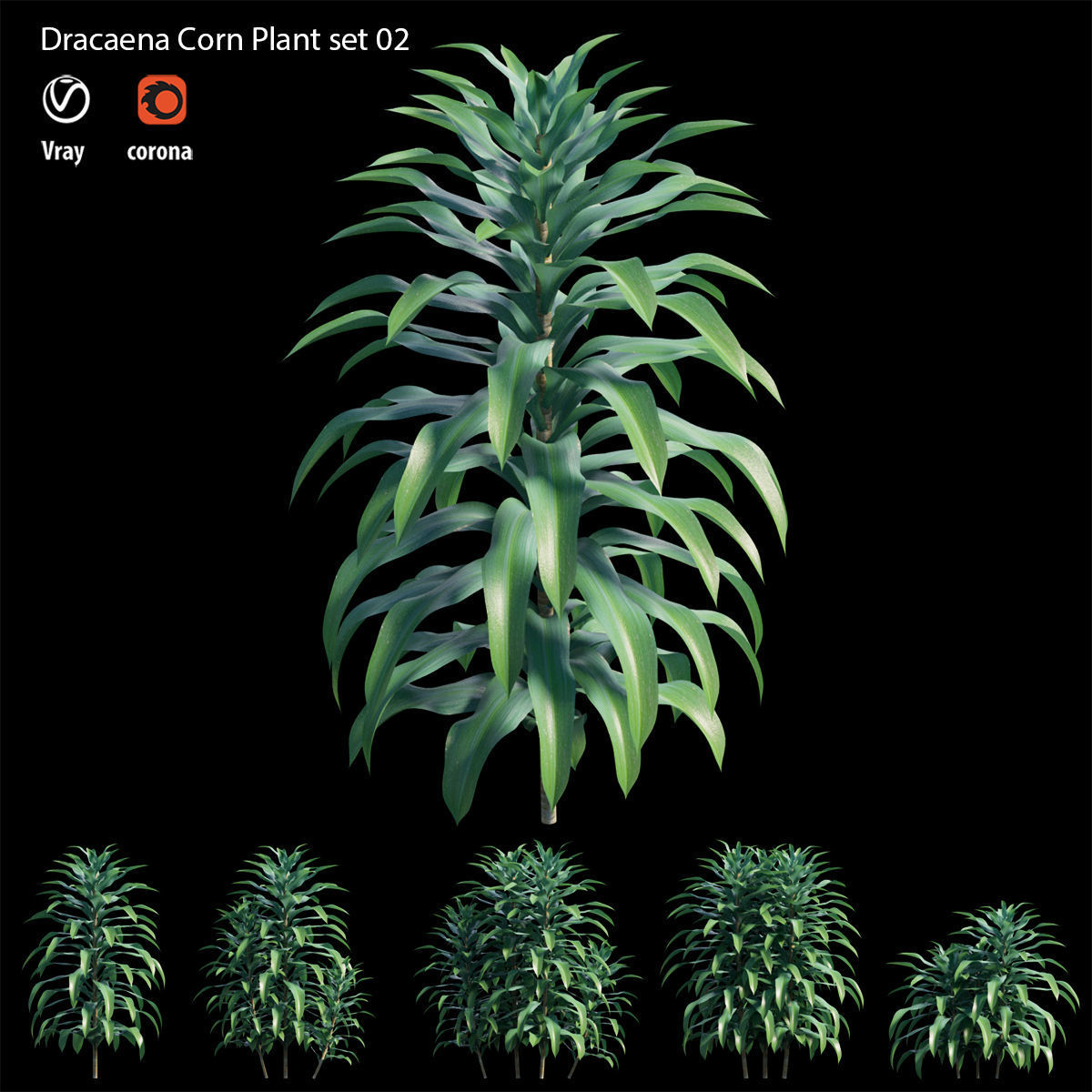 Dracaena Corn Plant set 02 3D model_4