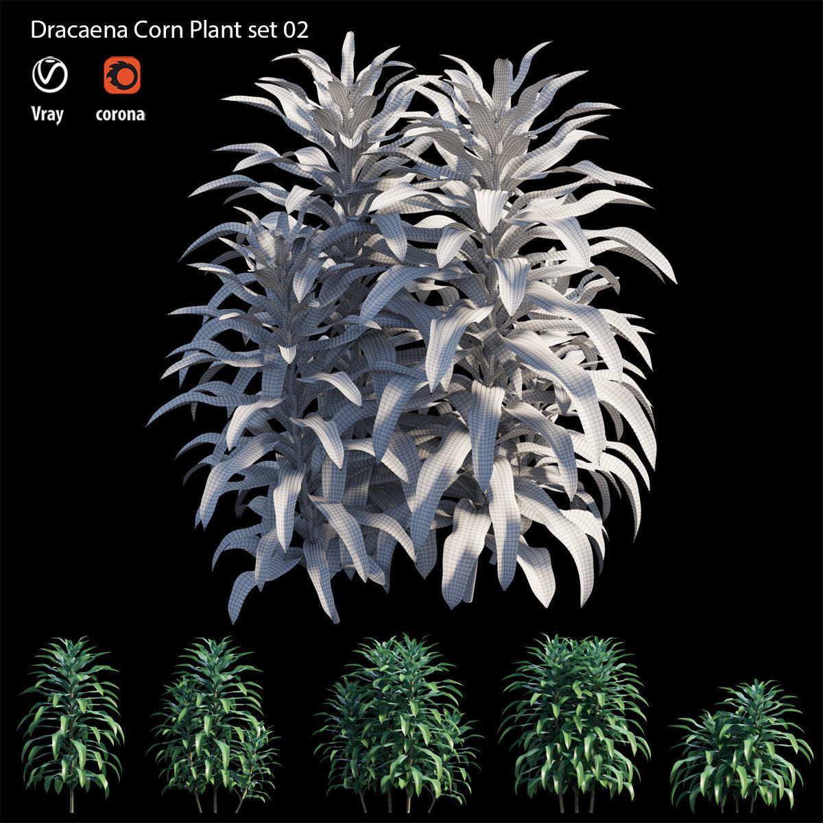 Dracaena Corn Plant set 02 3D model_5