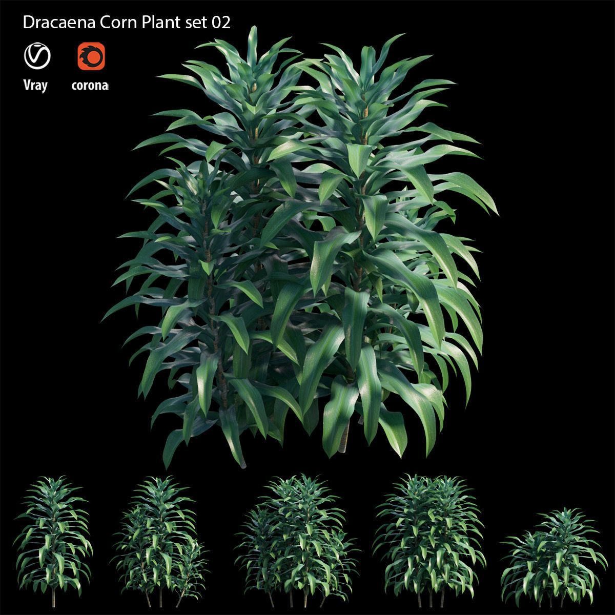 Dracaena Corn Plant set 02 3D model_2
