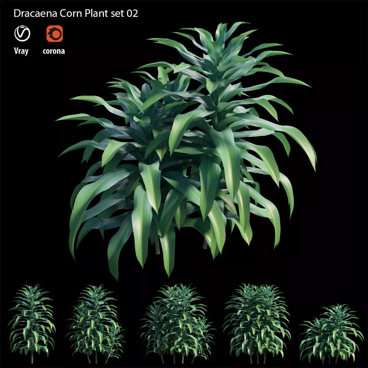 Dracaena Corn Plant set 02 3D model_0