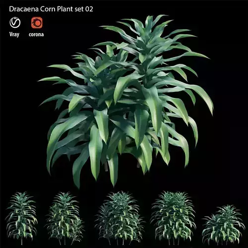 Dracaena Corn Plant set 02 3D model