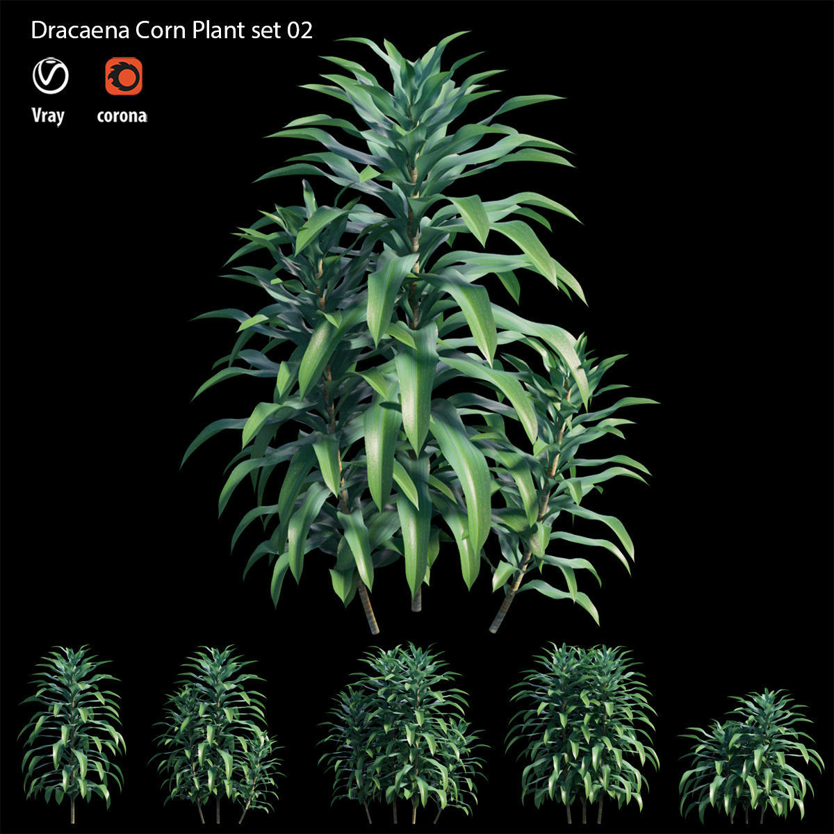 Dracaena Corn Plant set 02 3D model_3
