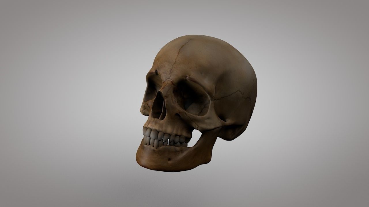 Human Skull  Low-poly 3D model_2