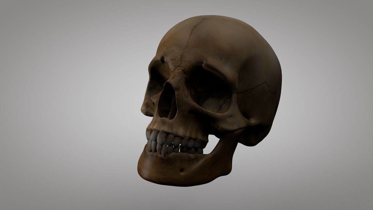 Human Skull  Low-poly 3D model_4
