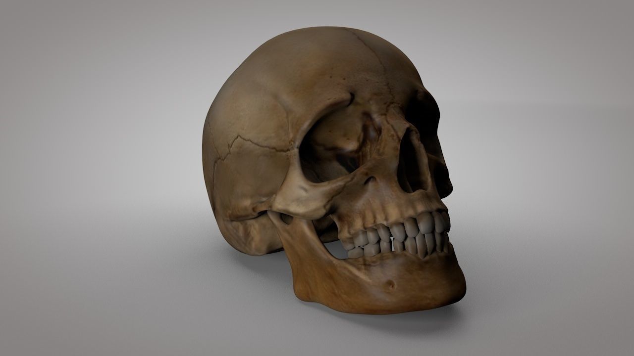Human Skull  Low-poly 3D model_6