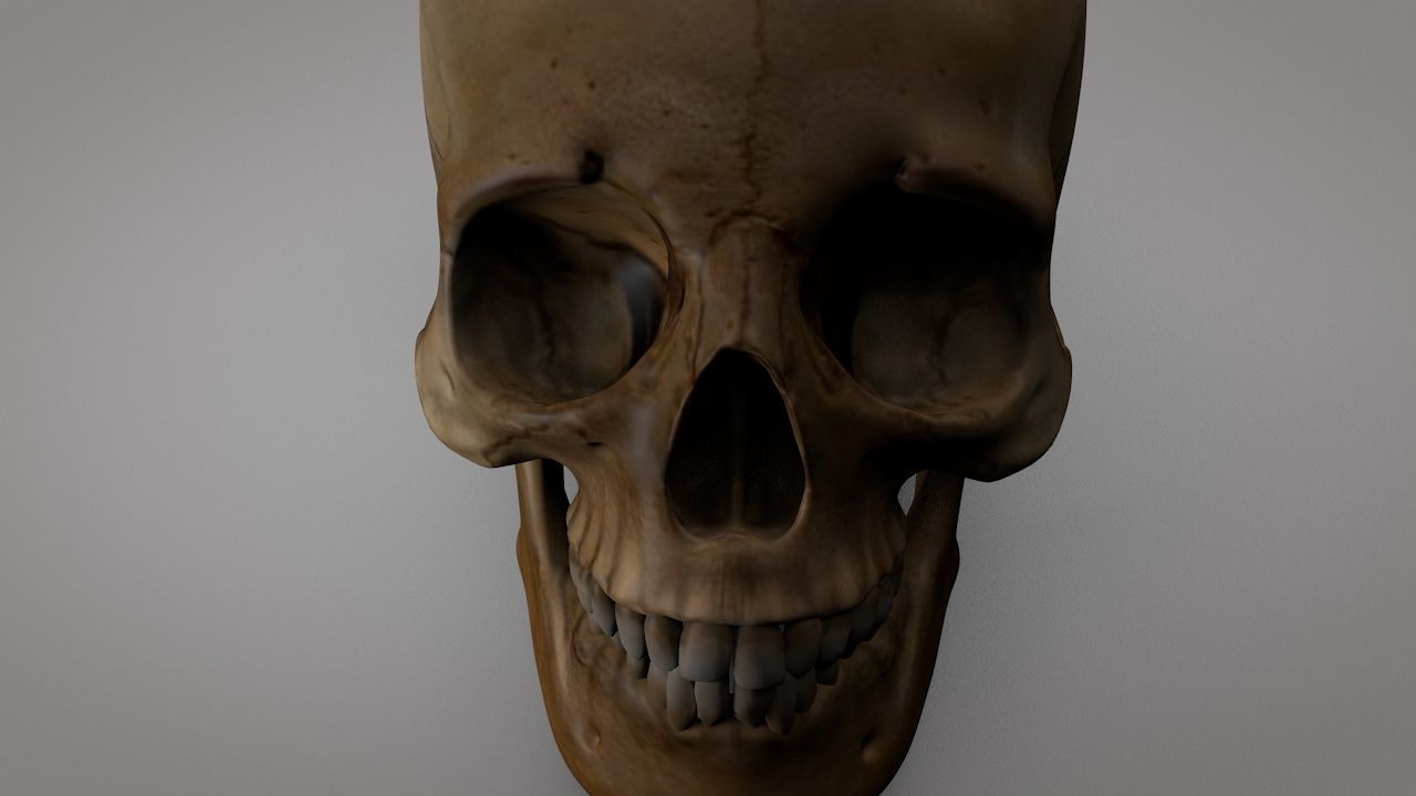 Human Skull  Low-poly 3D model_7