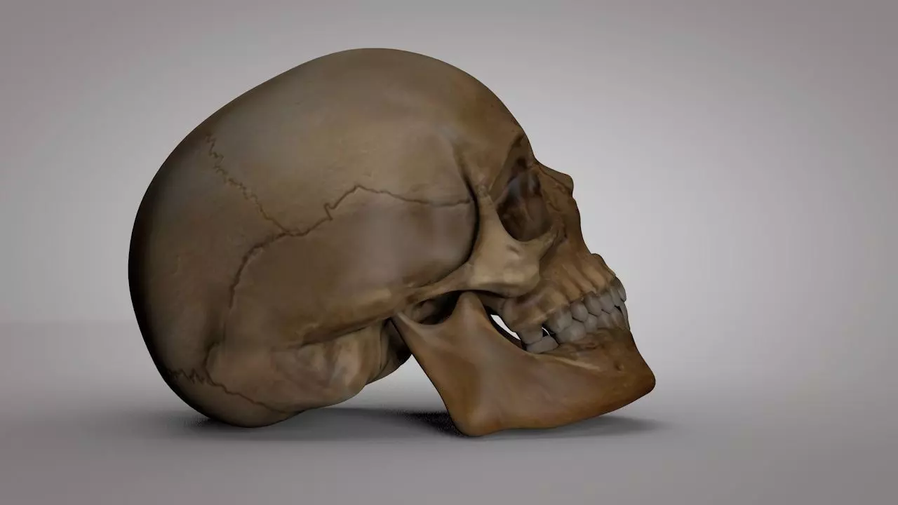 Human Skull  Low-poly 3D model_0