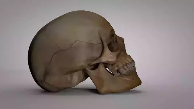 Human Skull 