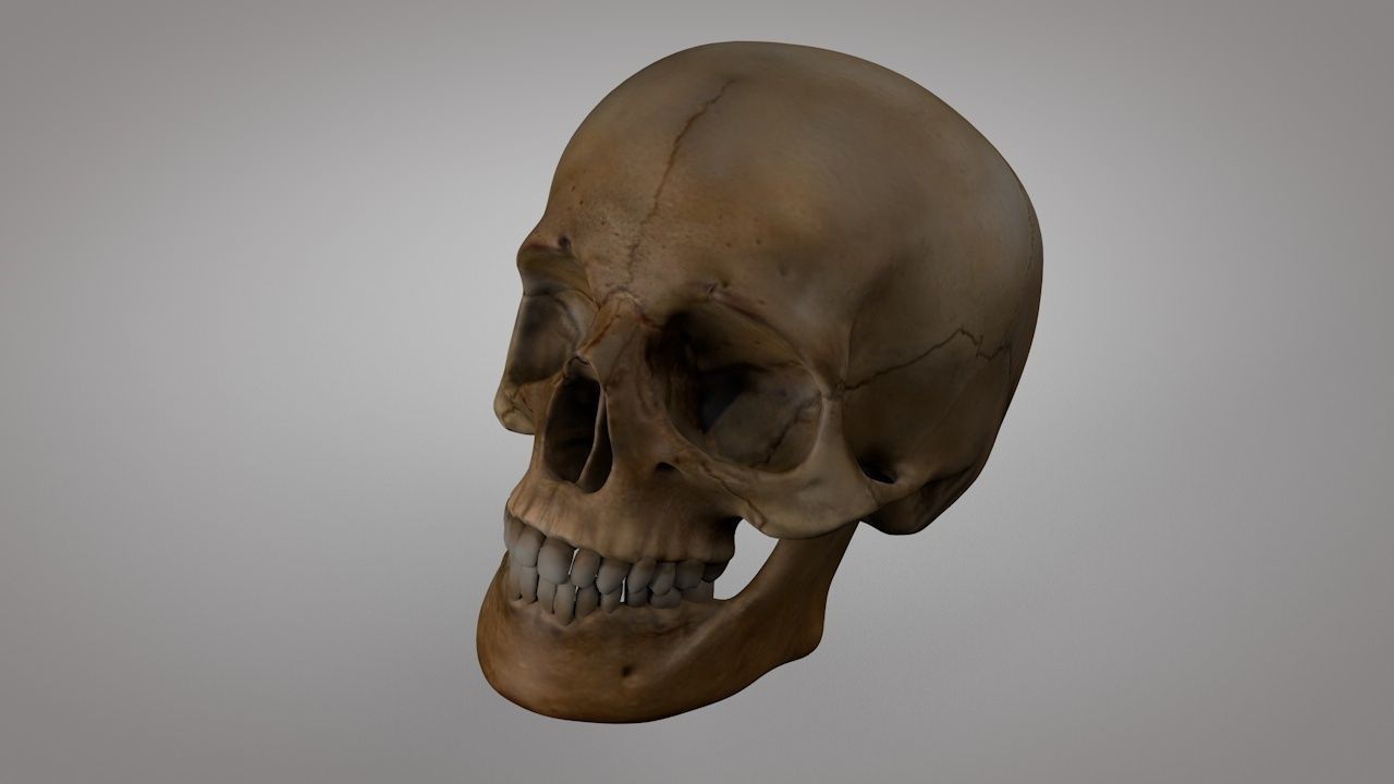 Human Skull  Low-poly 3D model_3