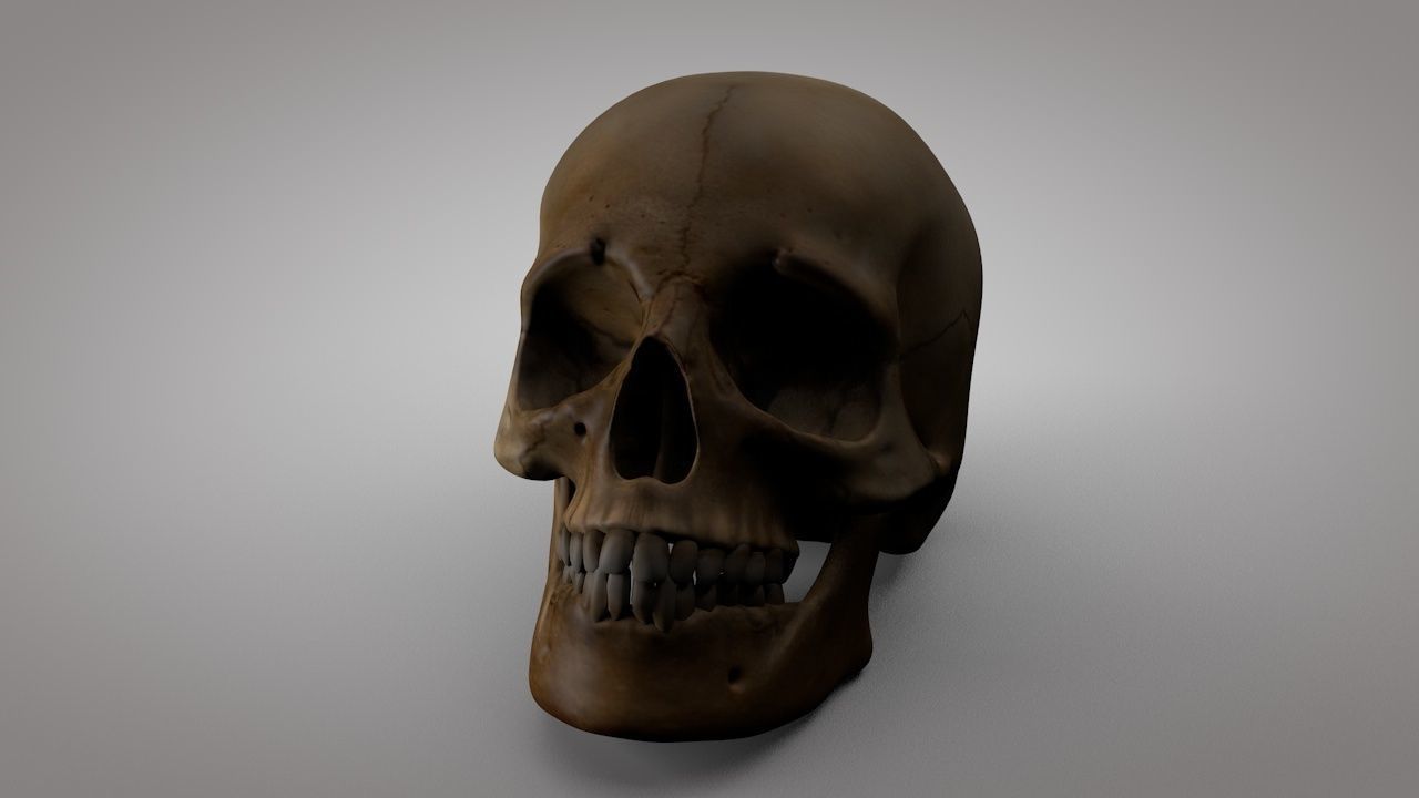 Human Skull  Low-poly 3D model_5