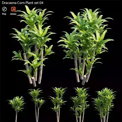 Dracaena Corn Plant set 04