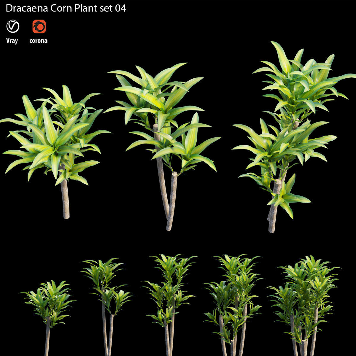 Dracaena Corn Plant set 04 3D model | CGTrader