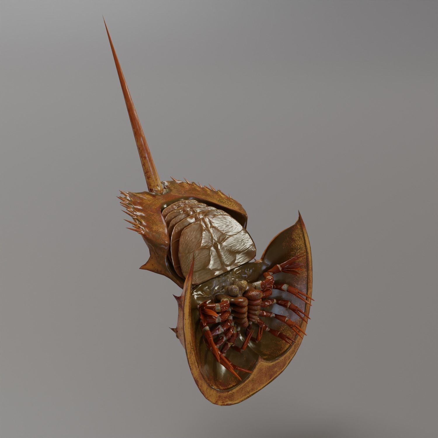 Horseshoe Crab Red Low-poly 3D model_12