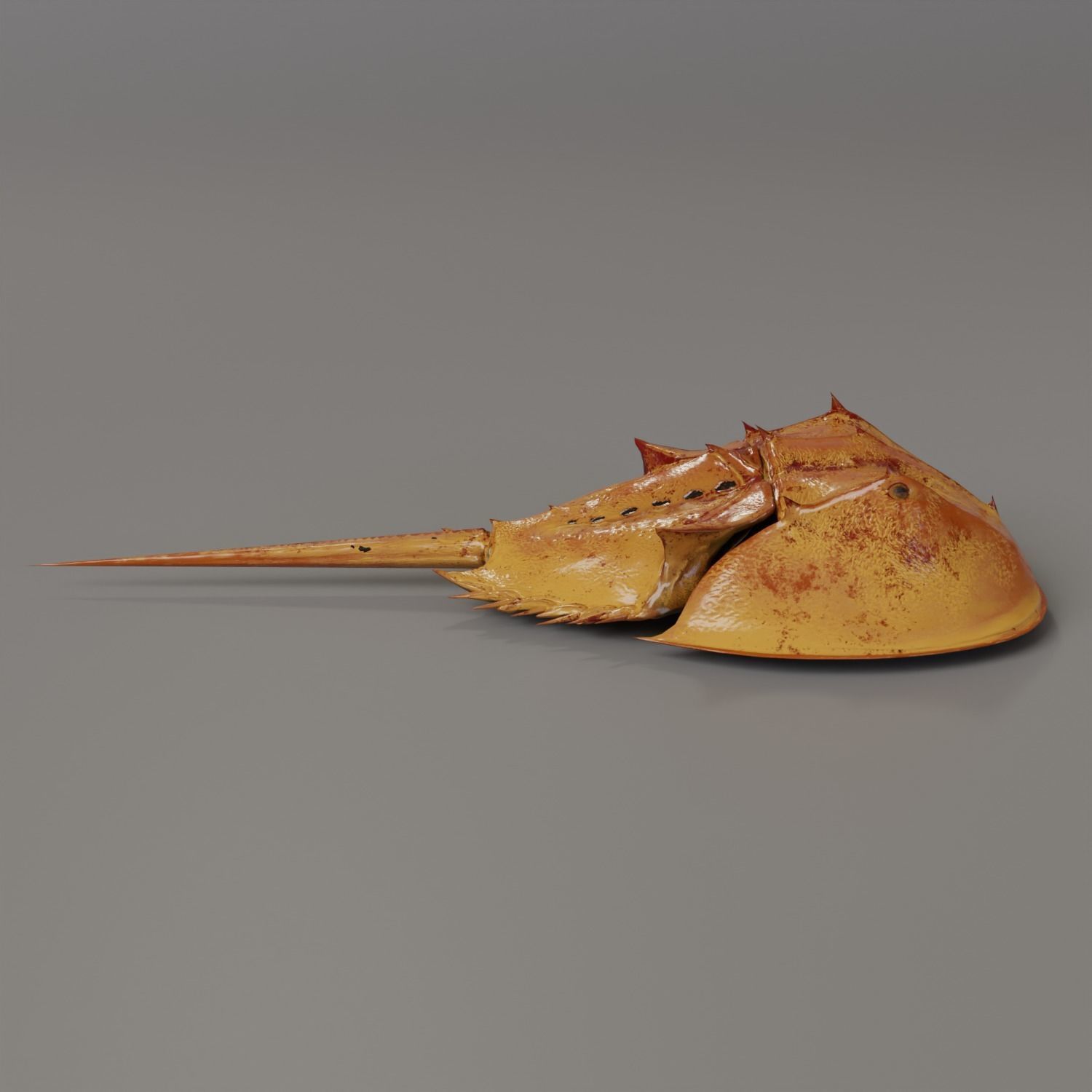 Horseshoe Crab Red Low-poly 3D model_4
