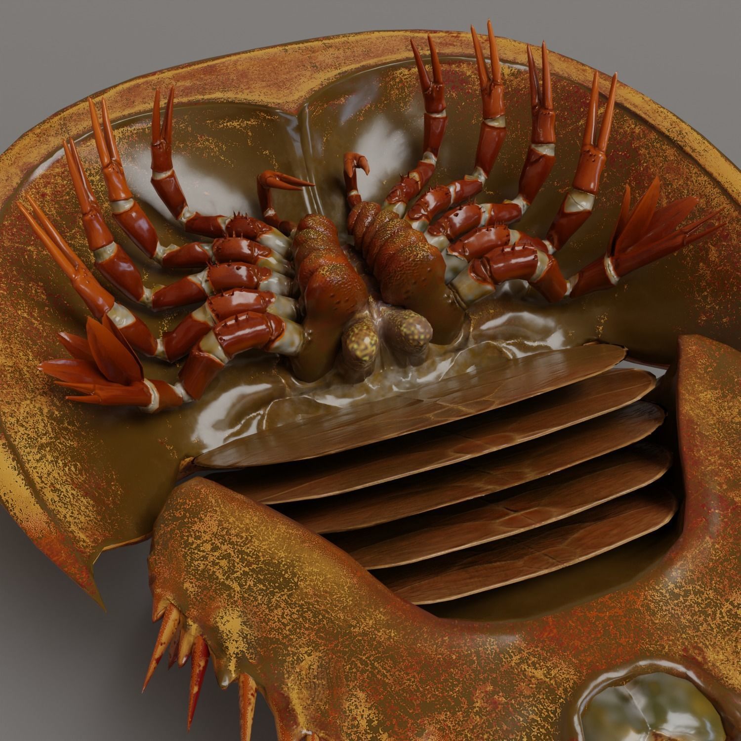 Horseshoe Crab Red Low-poly 3D model_11