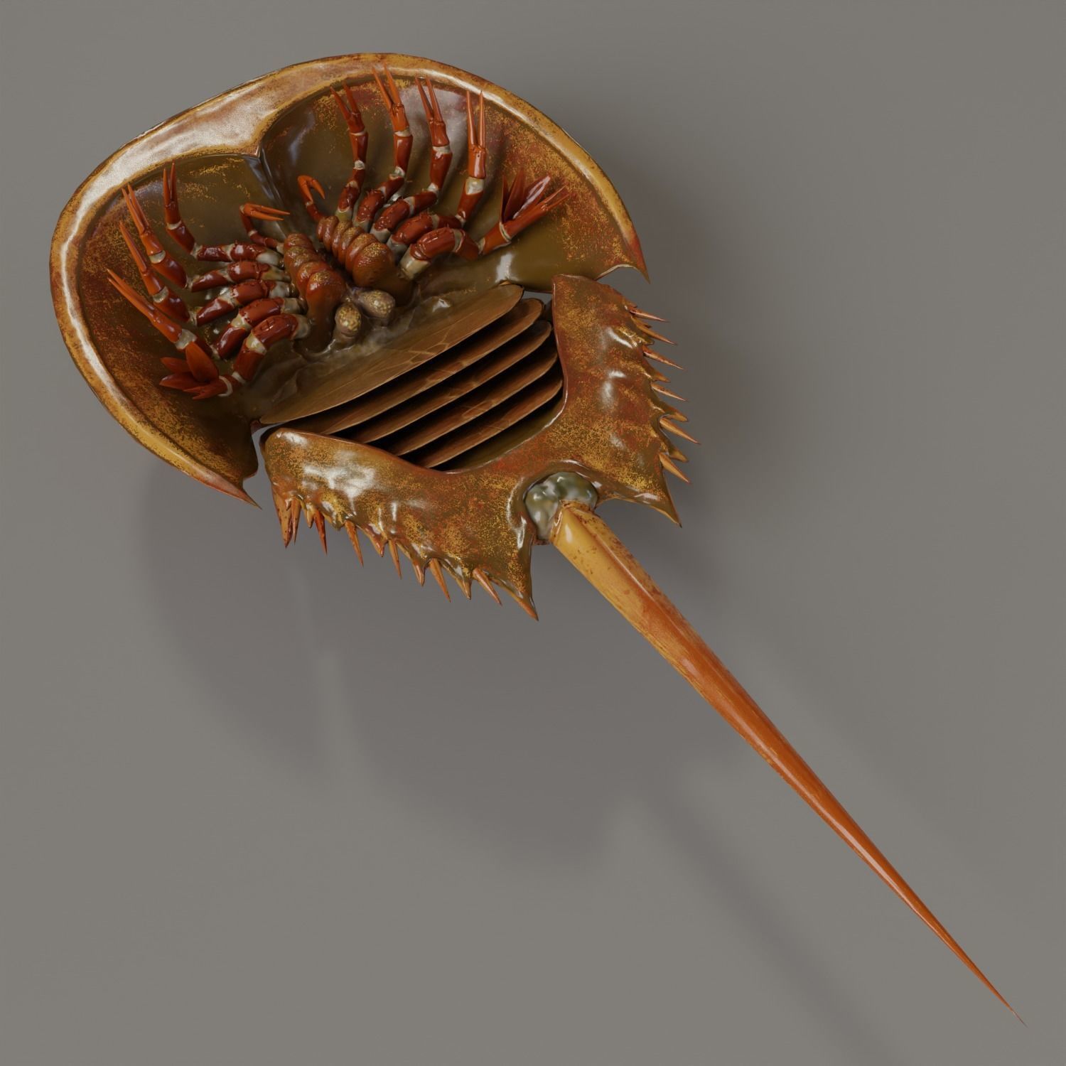 Horseshoe Crab Red Low-poly 3D model_9