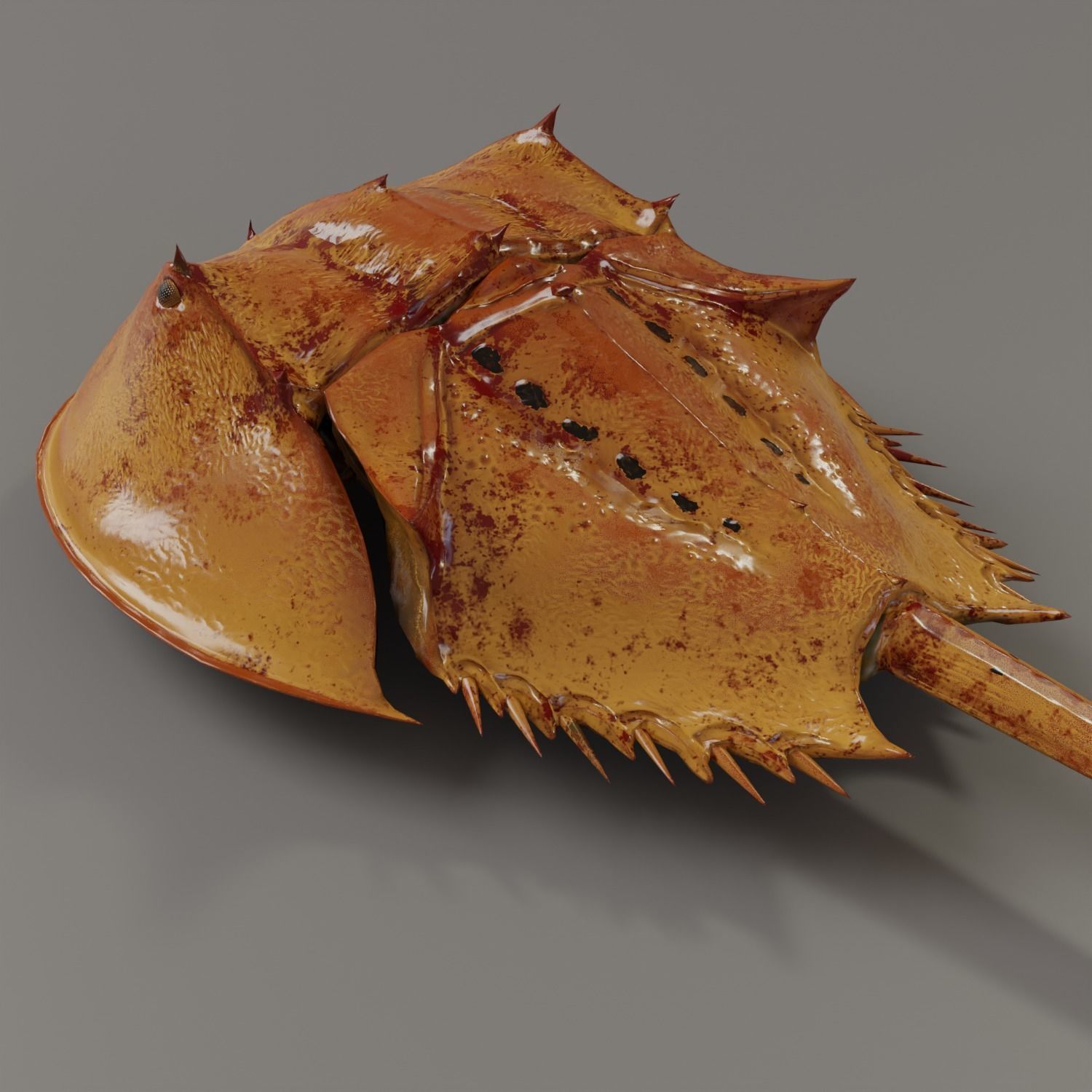 Horseshoe Crab Red Low-poly 3D model_7