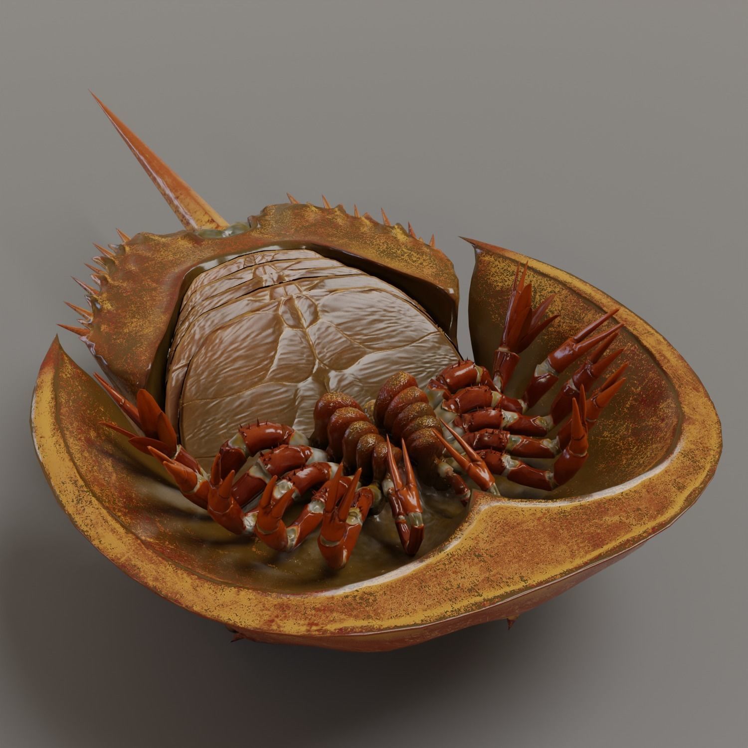 Horseshoe Crab Red Low-poly 3D model_10