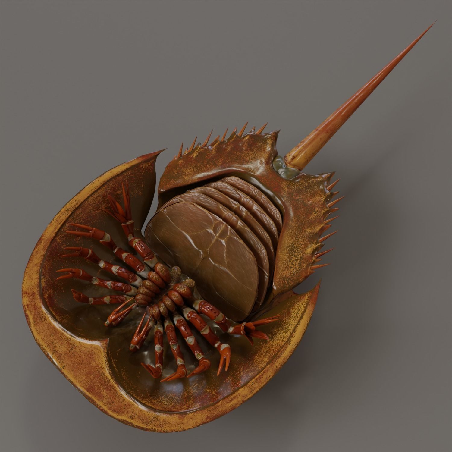 Horseshoe Crab Red Low-poly 3D model_3