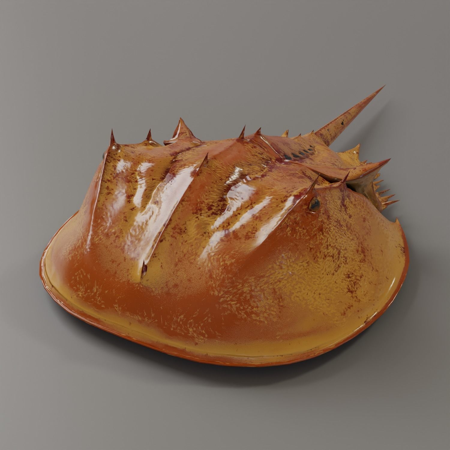 Horseshoe Crab Red Low-poly 3D model_1
