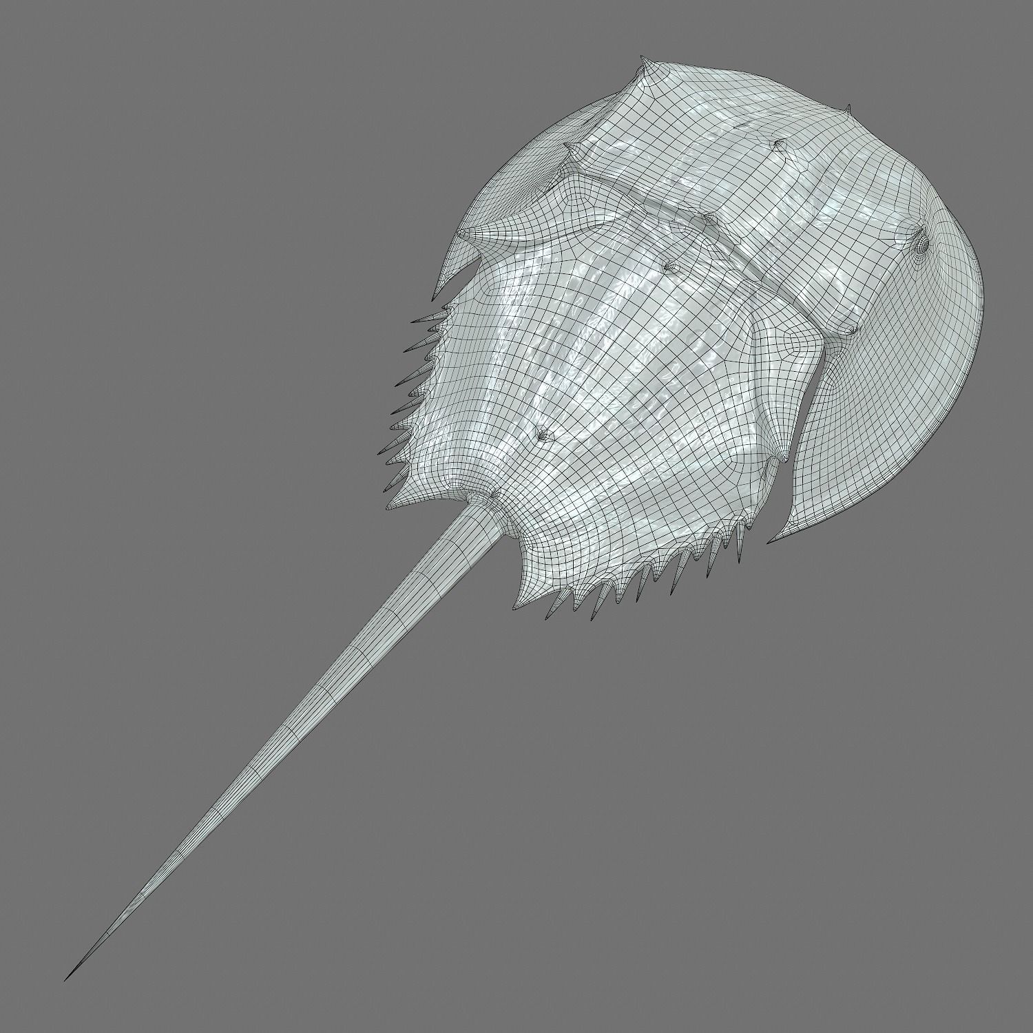 Horseshoe Crab Red Low-poly 3D model_19