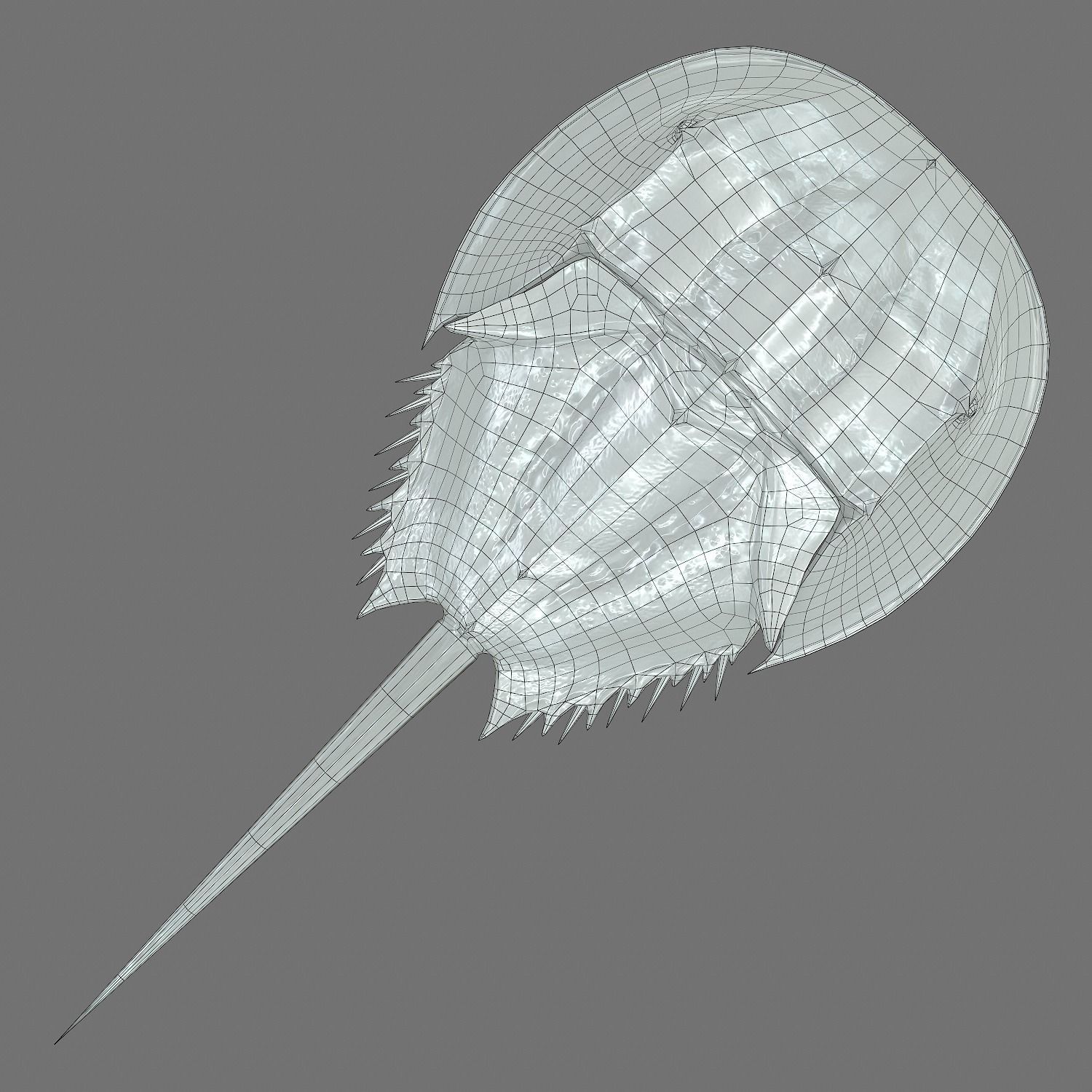Horseshoe Crab Red Low-poly 3D model_15