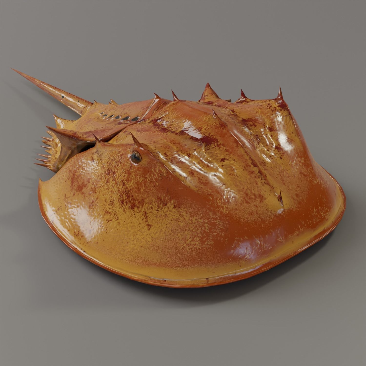 Horseshoe Crab Red Low-poly 3D model_2