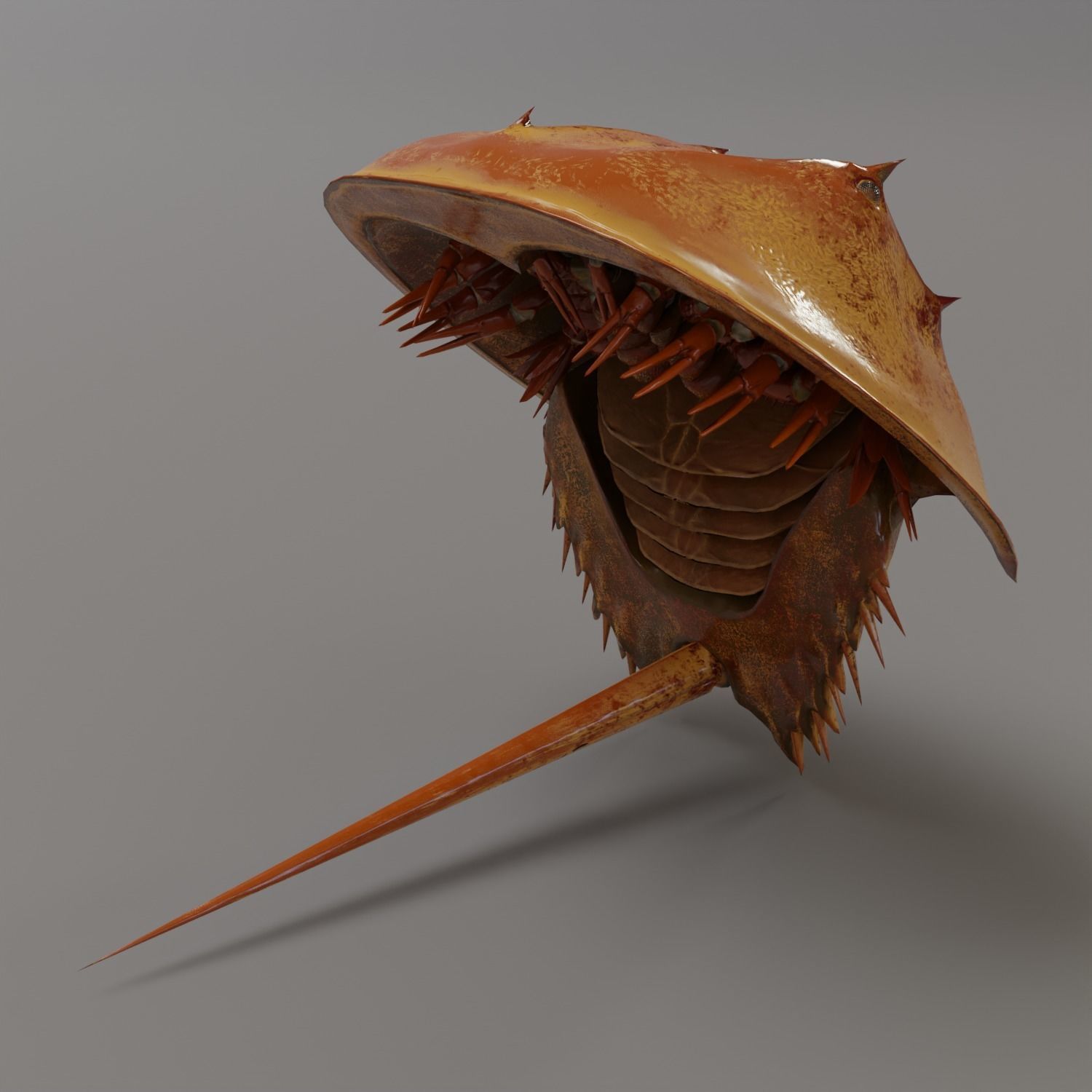 Horseshoe Crab Red Low-poly 3D model_13