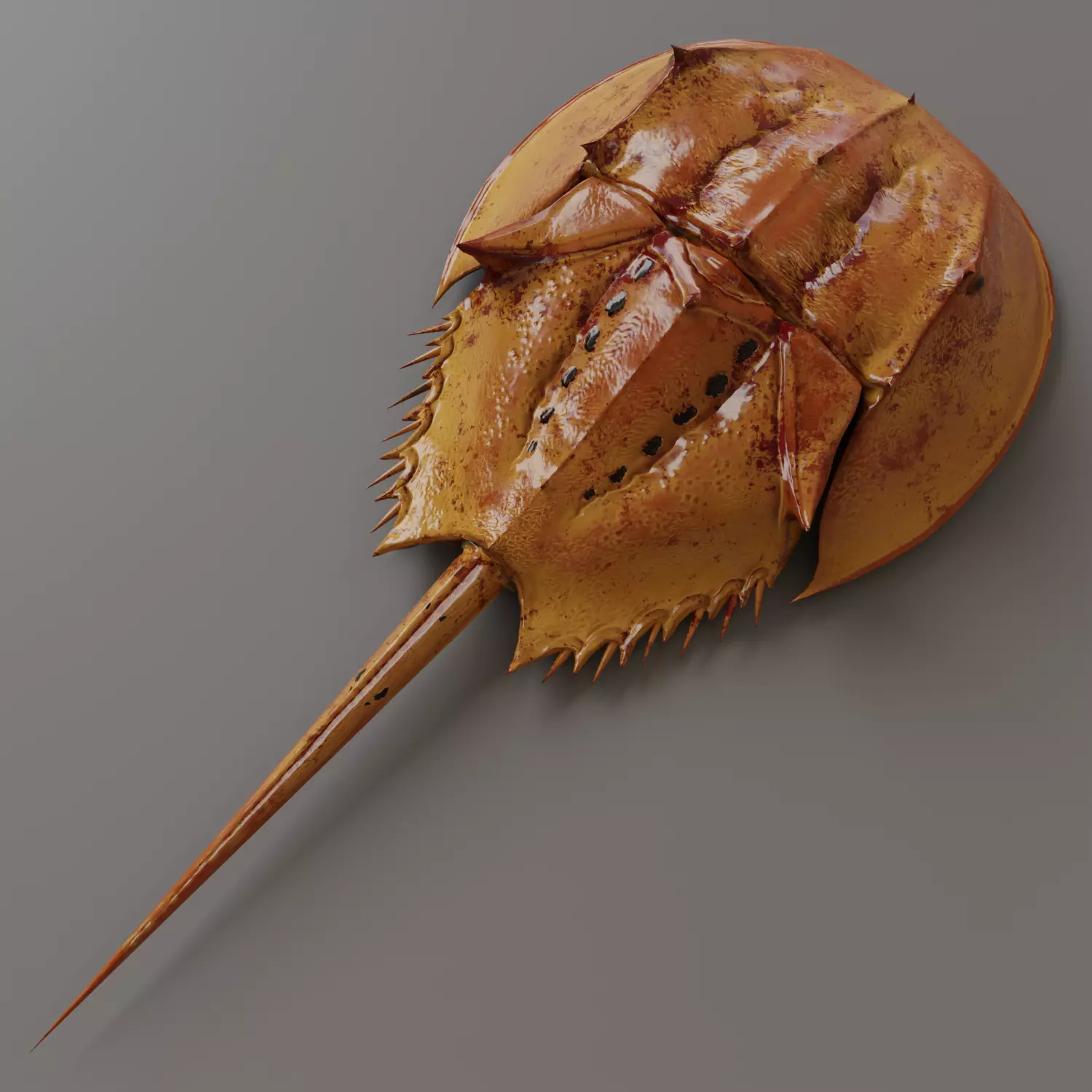 Horseshoe Crab Red Low-poly 3D model_0