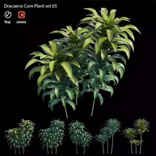 Dracaena Corn Plant set 05 