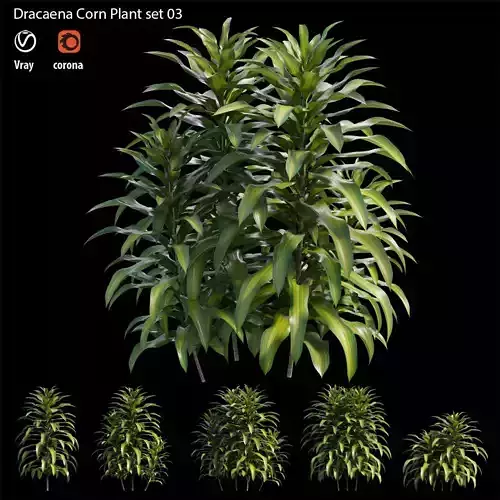 Dracaena Corn Plant set 03